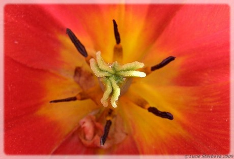 N. Tulipán.jpg