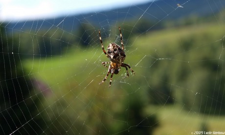 Pavouček.jpg