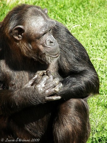 Šimpanz.jpg
