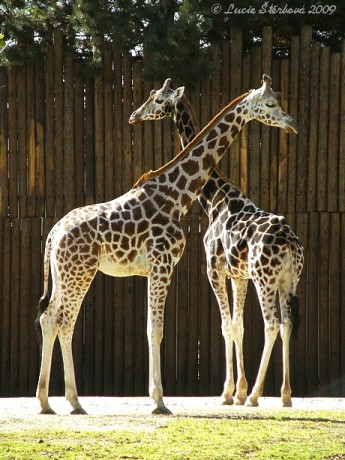 Žirafy.jpg